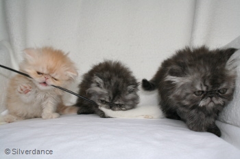 Silverdance Litter